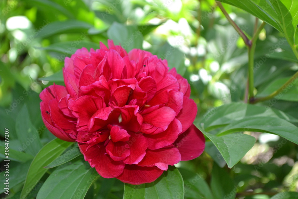 Home garden. Flower Peony. Paeonia, herbaceous perennials and deciduous shrubs. Red flowers