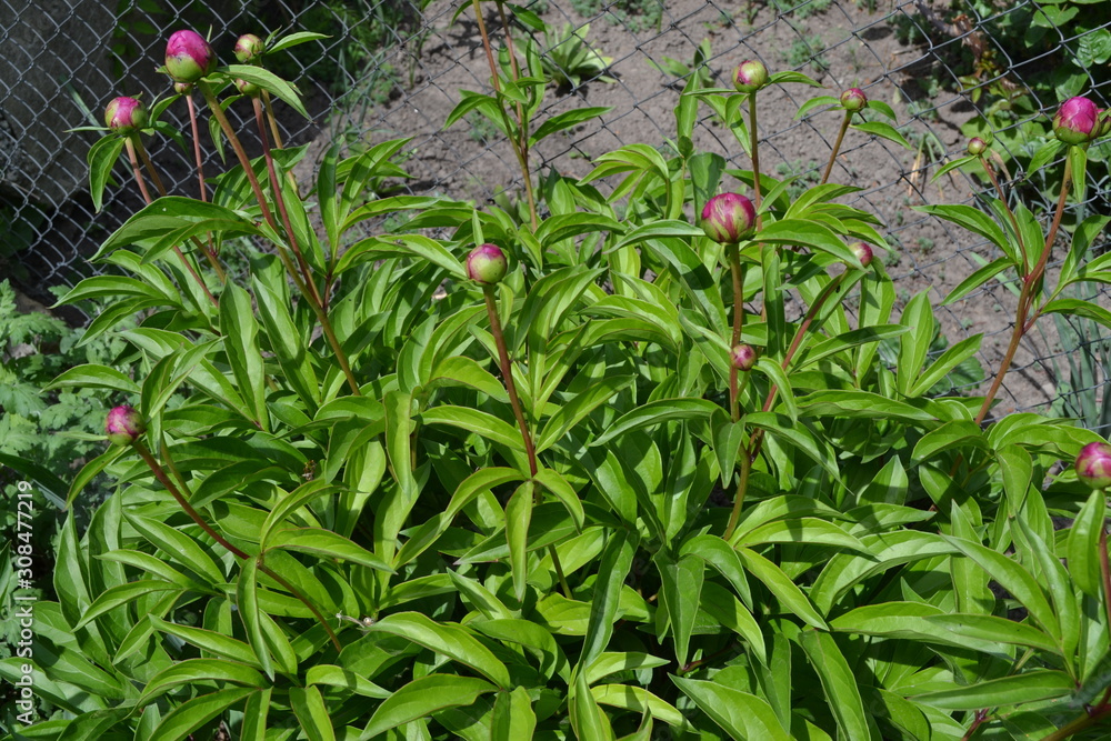 Obraz premium Home garden. Gardening. Green leaves, bushes. Flower Peony. Paeonia, herbaceous perennials and deciduous shrubs. Young buds