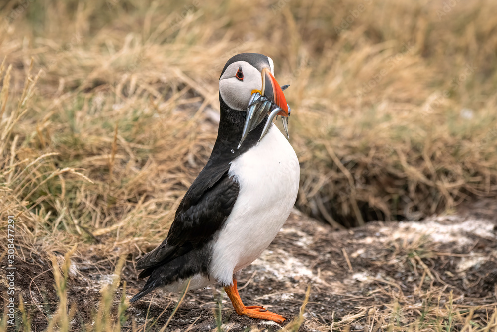 Obraz premium A puffin with a mouthful of sand eels stands in a field next to its burrow. Image taken in the Farne Islands, United Kingdom.