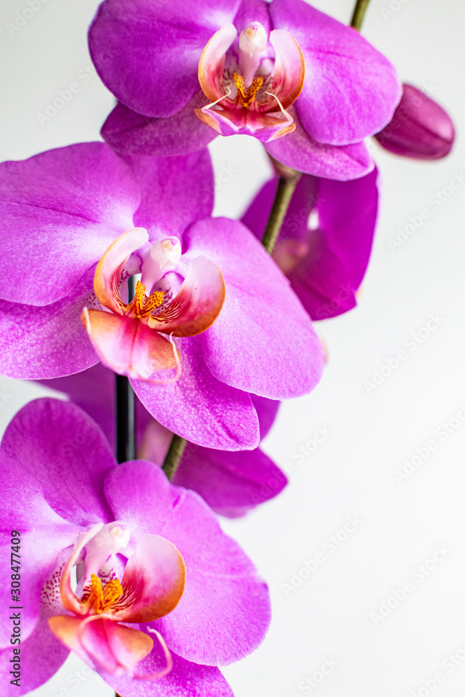 Obraz premium Three pink orchid flowers blossoming into a beautiful bouquet 