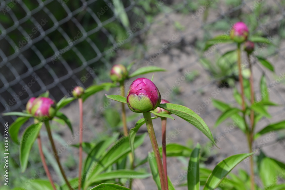 Home garden, flower bed. House, field. Gardening. Green leaves, bushes. Flower Peony. Paeonia, herbaceous perennials and deciduous shrubs. Young buds Home garden, flower bed. House, field. Gardening. Green leaves, bushes. Flower Peony. Paeonia, herbaceous perennials and deciduous shrubs. Young buds