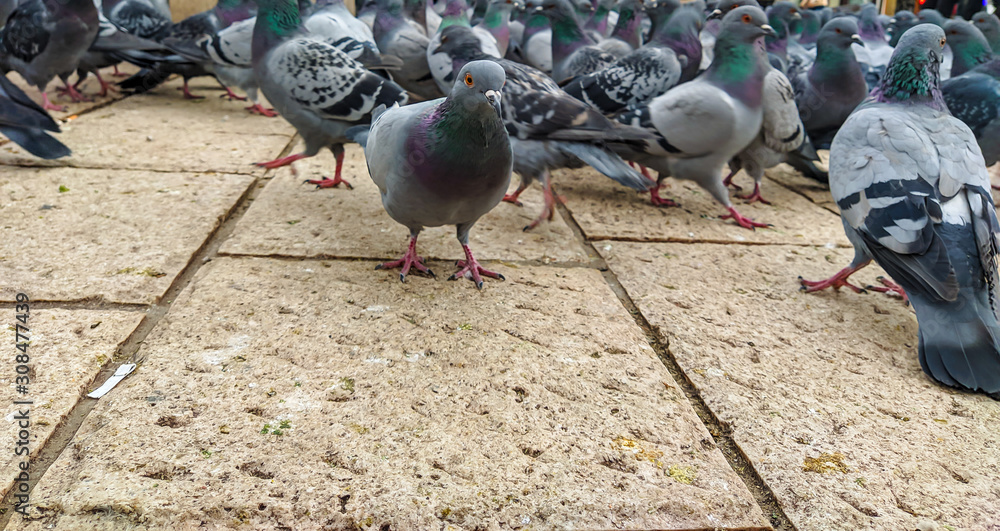 Fototapeta premium Many cute colorful wild pigeon birds with green necks walking on the ground looking for food in urban area of a town