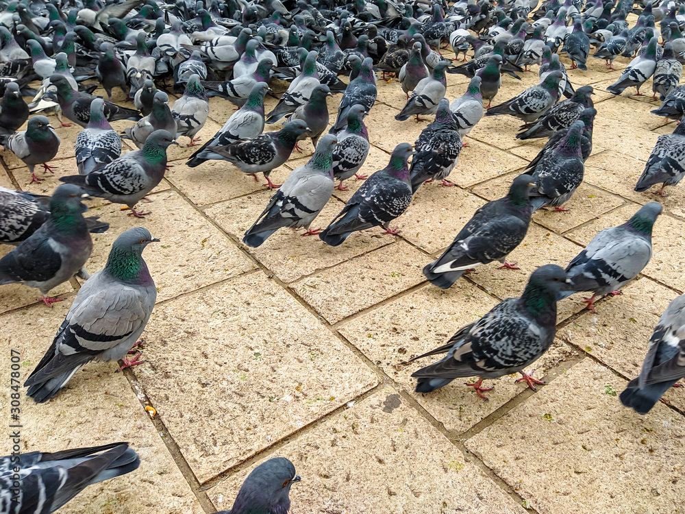 Fototapeta premium A lot of cute colorful grey feathers wild pigeon birds with green necks walking on the ground looking for food in urban area of a town