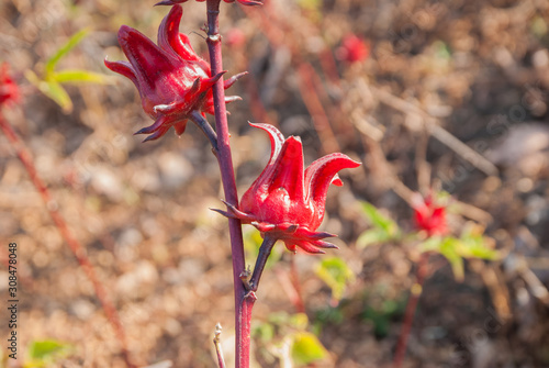 roselle, roselle for farm, roselle for farm from Thailand country photo