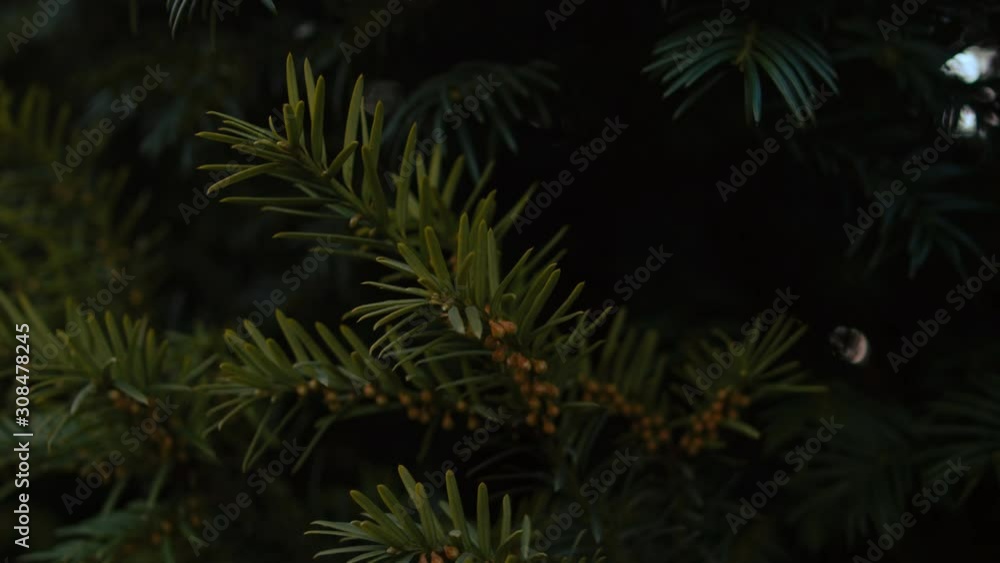 Pine tree needles close-up fly by. Pine tree needles close-up fly by.