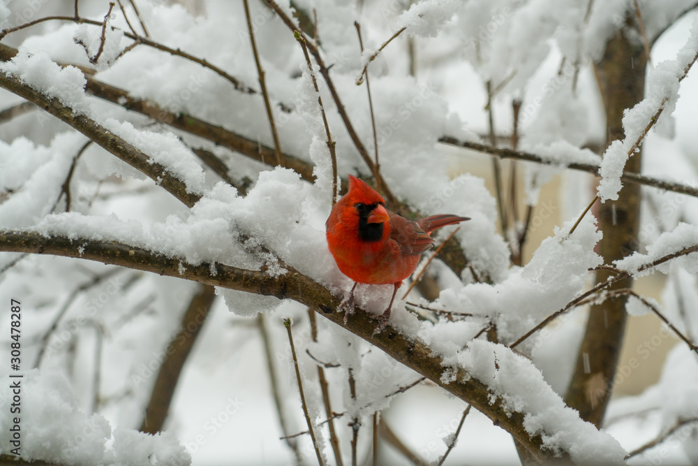 cardinal in snow