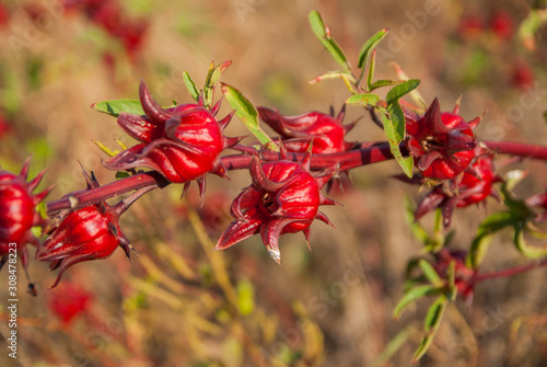 roselle, roselle for farm, roselle for farm from Thailand country