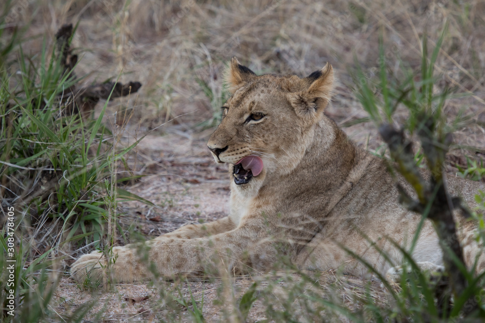 Fototapeta premium Lioness Licking her lips