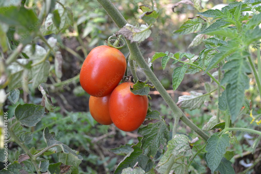 Home. Gardening. Green leaves. Red vegetables. A tomato. Solanum lycopersicum, herbaceous plant, genus Solanum. Tasty and healthy