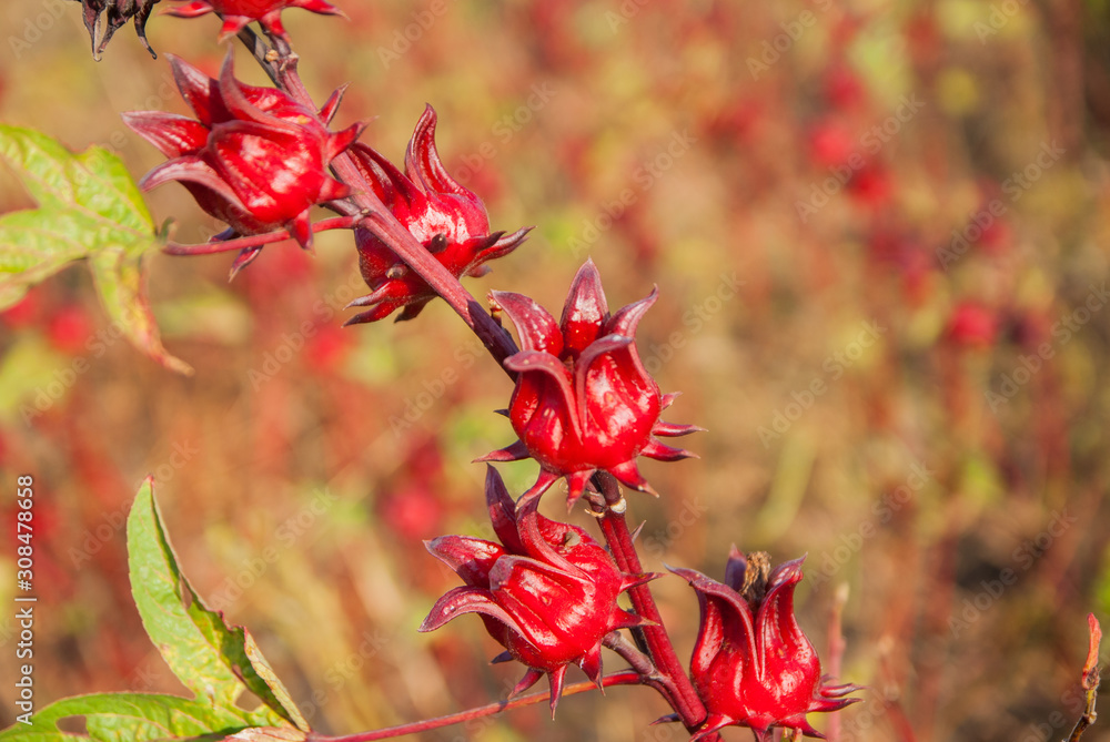 roselle, roselle for farm, roselle for farm from Thailand country roselle, roselle for farm, roselle for farm from Thailand country