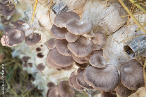 Organic blue oyster mushroom, Pleurotus pulmonarius or phoenix mushroom