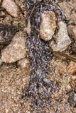 Pleń czyli rzadkie zjawisko pełznącej masy larw ziemiórki pleniówki.