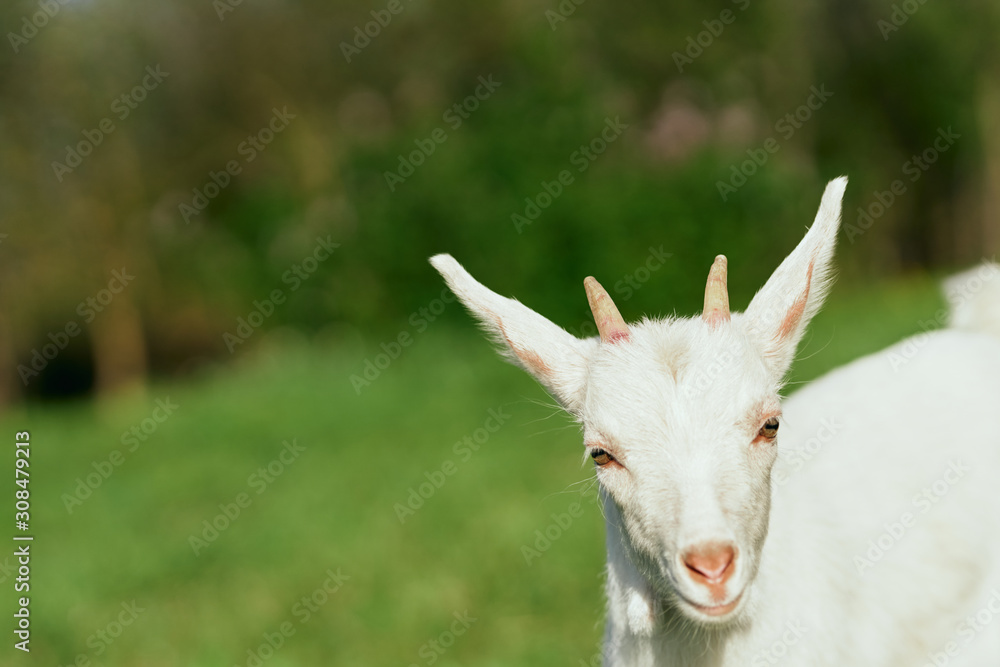 white goat on the meadow white goat on the meadow