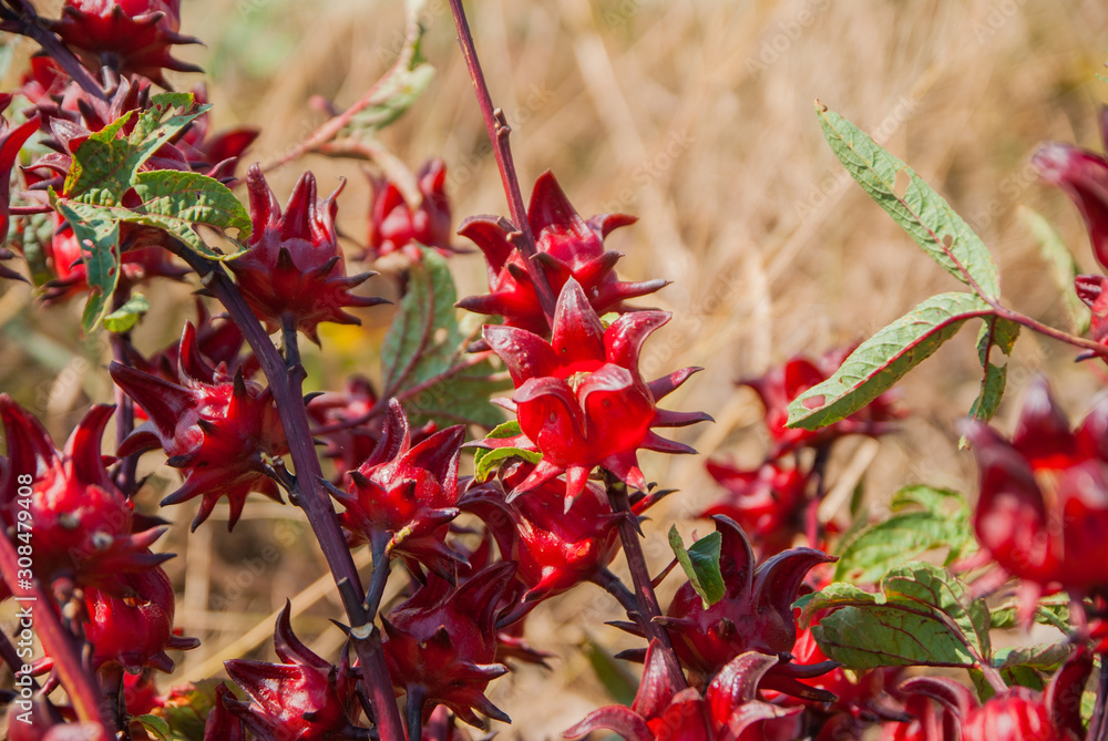 roselle, roselle for farm, roselle for farm from Thailand country roselle, roselle for farm, roselle for farm from Thailand country