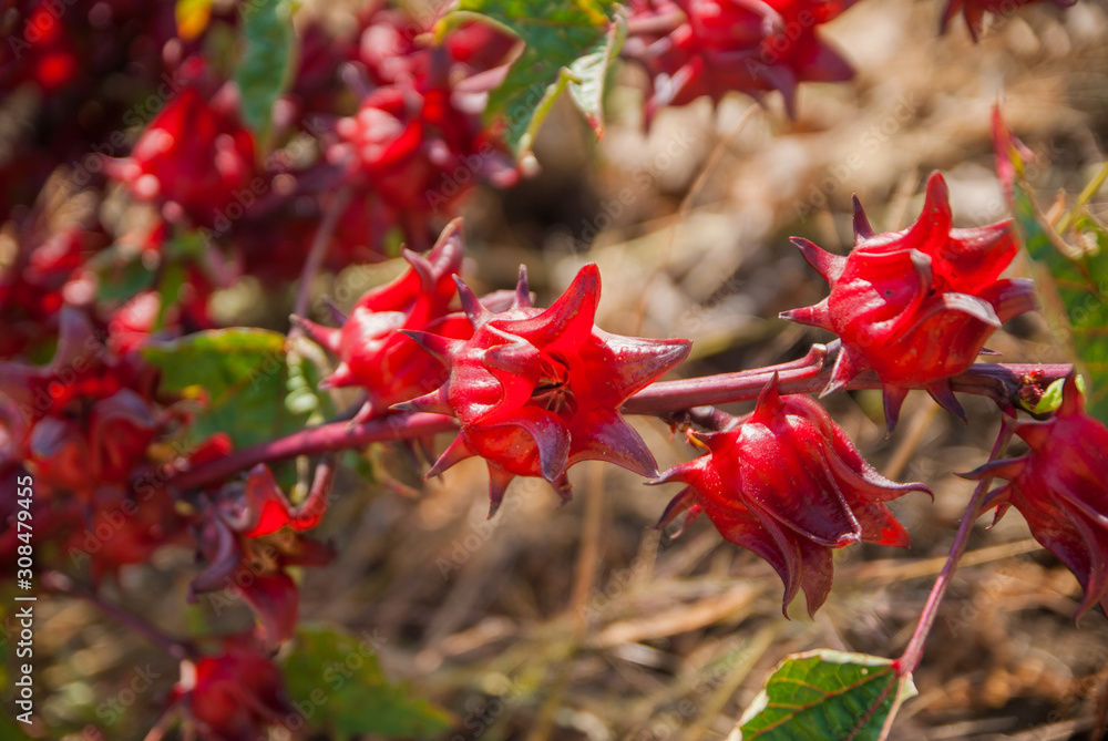roselle, roselle for farm, roselle for farm from Thailand country roselle, roselle for farm, roselle for farm from Thailand country