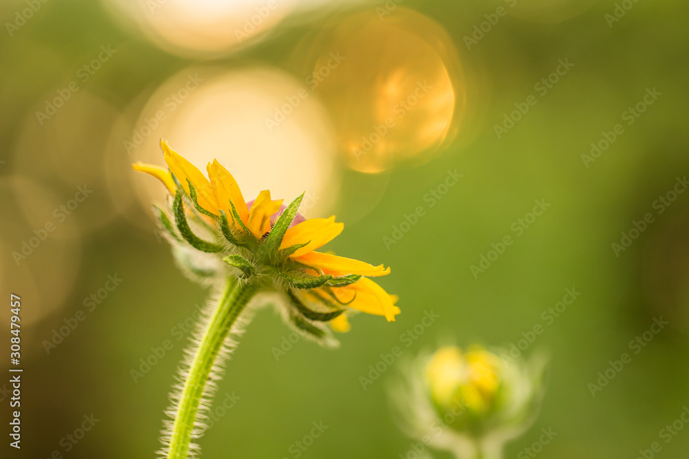 Beautiful yellow flower Coreopsis grandiflora (Largeflower tickseed), beautiful orange bokeh sunset background. Beautiful yellow flower Coreopsis grandiflora (Largeflower tickseed), beautiful orange bokeh sunset background.