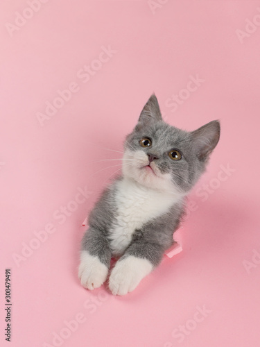 The kitten is looking through torn hole in pink paper. Playful mood kitty. Unusual concept, copy space.