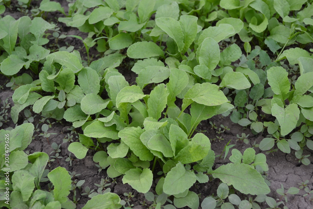 Home garden, flower bed. House, field, farm, village. Green leaves, bushes. Raphanus sativus. Radish, vegetable, root vegetable. Delicious salad, soup. Young shoots. Tasty and healthy Home garden, flower bed. House, field, farm, village. Green leaves, bushes. Raphanus sativus. Radish, vegetable, root vegetable. Delicious salad, soup. Young shoots. Tasty and healthy
