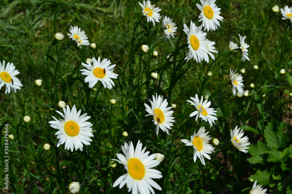 Fototapeta premium Green leaves, bushes. Gardening Home. Daisy flower, chamomile. Matricaria Perennial. White flowers