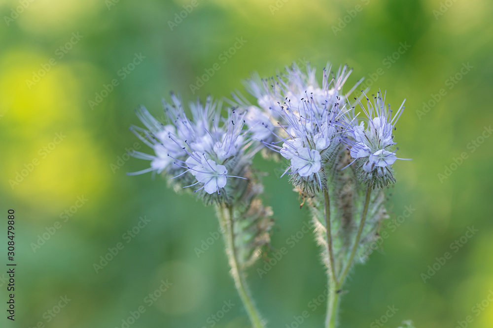 Phacelia honey plant in full bloom, beautiful blurred bokeh background of evening sunset. Flowers for bees, beekeeping. Phacelia tanacetifolia Phacelia honey plant in full bloom, beautiful blurred bokeh background of evening sunset. Flowers for bees, beekeeping. Phacelia tanacetifolia