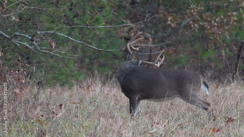 White-tailed deer rubbing on branches as part of the rut in Great Smoky Mountains National Park. 
