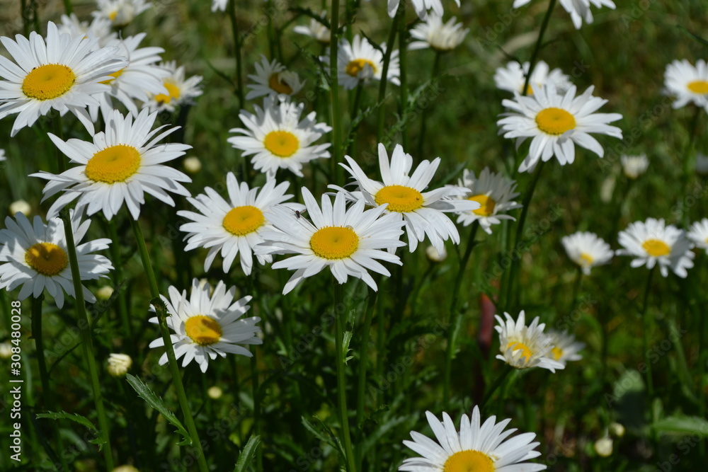 Home garden, flower bed.  Gardening. House, field. Daisy flower, chamomile. Matricaria Perennial flowering plant of the Asteraceae family. Beautiful, delicate inflorescences. White flowers