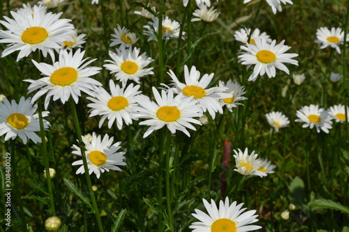 Home garden, flower bed. Gardening. House. Daisy flower, chamomile. Matricaria Perennial flowering plant of the Asteraceae family. Beautiful, delicate inflorescences. White flowers