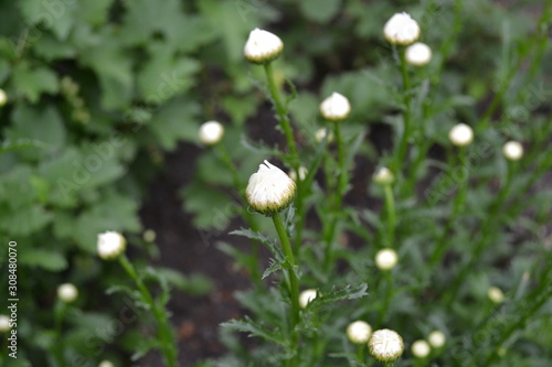 Home garden, flower bed. Gardening. House, field, farm. Daisy flower, chamomile. Matricaria Perennial flowering plant of the Asteraceae family. Beautiful, delicate inflorescences. White flowers photo