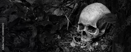 Skull and jaw put on ground near old timber in the scary graveyard which has dim light ground background