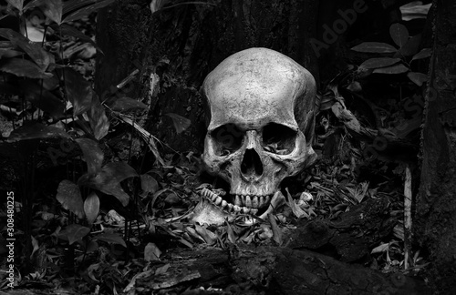 Skull and jaw put on ground near old timber in the scary graveyard which has dim light ground background