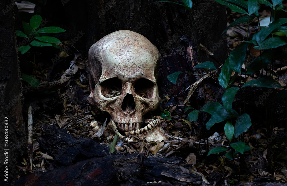 Skull and jaw put on ground near old timber in the scary graveyard which has dim light ground background Skull and jaw put on ground near old timber in the scary graveyard which has dim light ground background