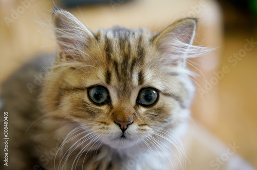  Kitten with a playful look