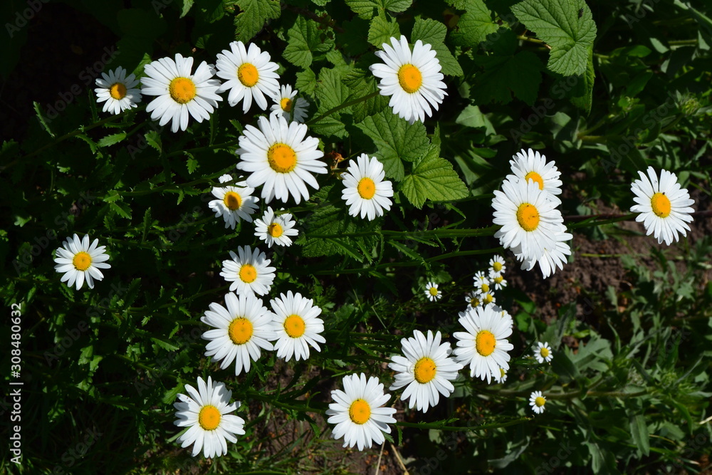 White flowers. Green leaves, bushes. Home garden, flower bed. Daisy flower, chamomile. Matricaria Perennial White flowers. Green leaves, bushes. Home garden, flower bed. Daisy flower, chamomile. Matricaria Perennial