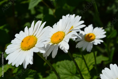 White flowers. Green leaves. Home. Daisy  chamomile. Matricaria Perennial