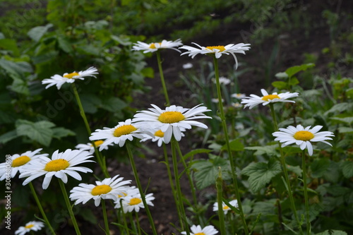 Gardening. Daisy, chamomile. Matricaria Perennial flowering plant of the Asteraceae family. Beautiful, delicate inflorescences. White flowers photo