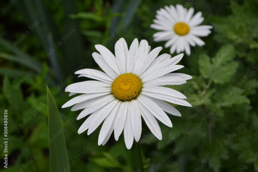 Gardening. Home garden, flower bed. House, field, farm. Daisy flower, chamomile. Matricaria Perennial flowering plant of the Asteraceae family. Beautiful, delicate inflorescences. White flowers Gardening. Home garden, flower bed. House, field, farm. Daisy flower, chamomile. Matricaria Perennial flowering plant of the Asteraceae family. Beautiful, delicate inflorescences. White flowers