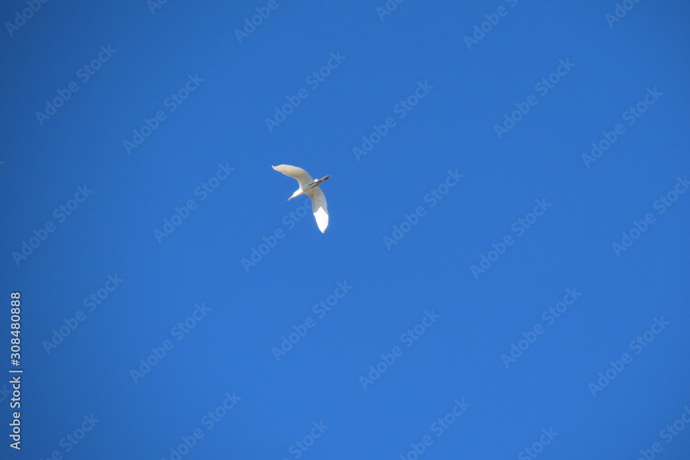 Obraz premium seagull flying in the blue sky