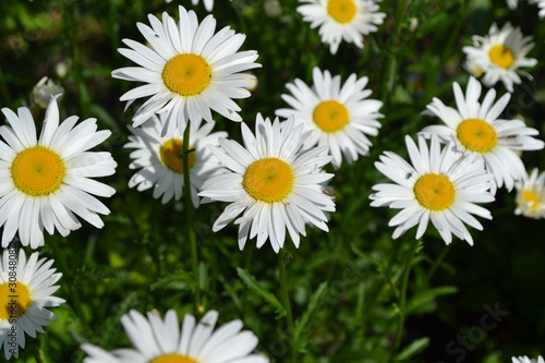 Gardening. Daisy  chamomile. Matricaria. Perennial flowering plant of the Asteraceae family. White