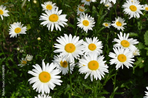 Gardening. Daisy  chamomile. Matricaria Perennial flowering plant of the Asteraceae family. Beautiful. White flowers