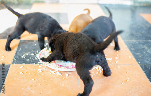 Foto Many small puppies that are eating food.
