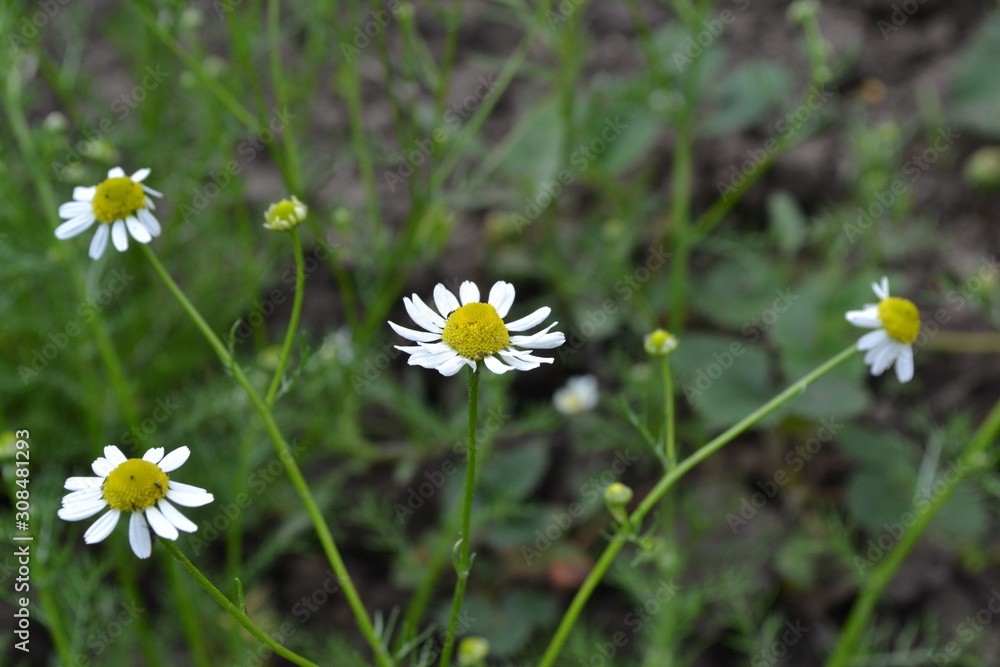 Gardening. Daisy, Chamomile. Matricaria chamomilla. Annual herbaceous plant. White Gardening. Daisy, Chamomile. Matricaria chamomilla. Annual herbaceous plant. White