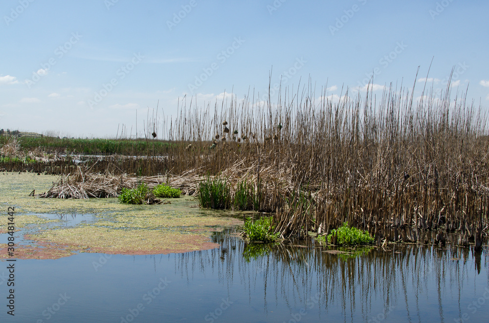 Obraz premium Marievale Bird Sanctuary, Nigel, Afrique du Sud