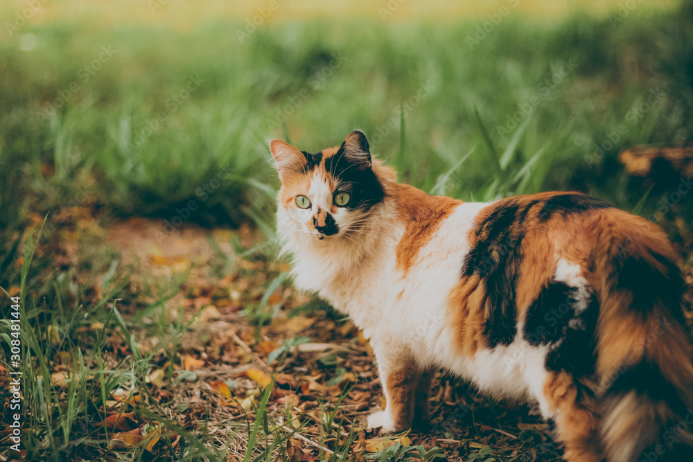 cat in the grass cat in the grass