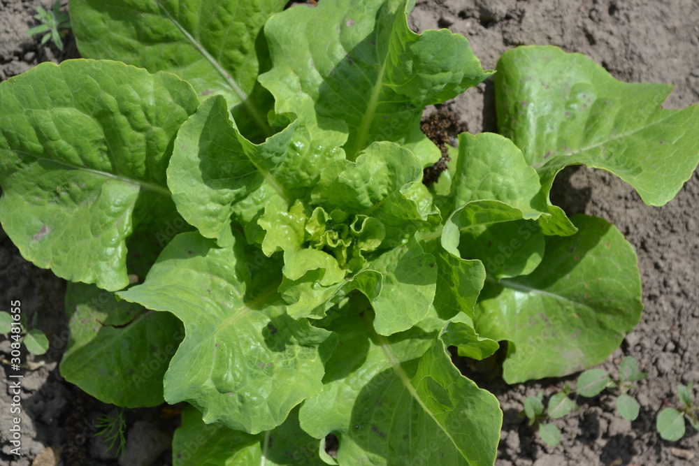 Gardening. Home garden. Lettuce salad. Lactuca sativa. Annual herbaceous plant. Vegetable culture. Vitamin greens. Tasty, healthy. Young shoots Gardening. Home garden. Lettuce salad. Lactuca sativa. Annual herbaceous plant. Vegetable culture. Vitamin greens. Tasty, healthy. Young shoots