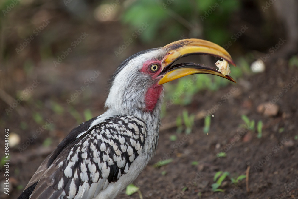 Obraz premium a wild hornbill with food