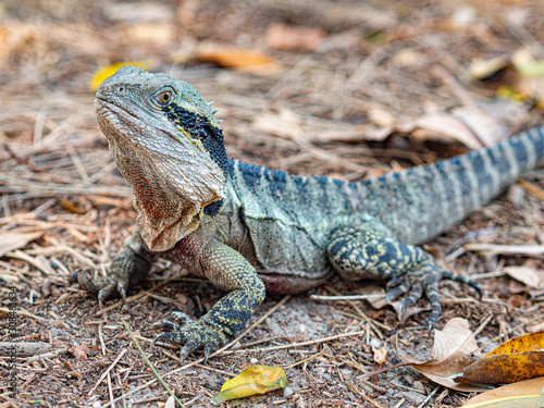 lizard in australia