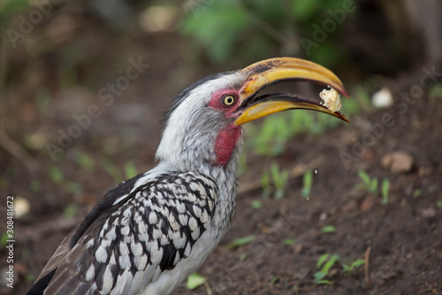 a wild hornbill with food