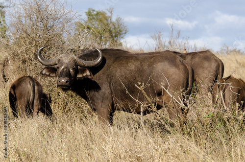 Buffle d'Afrique, Syncerus caffer, Parc national Kruger, Afrique du Sud photo