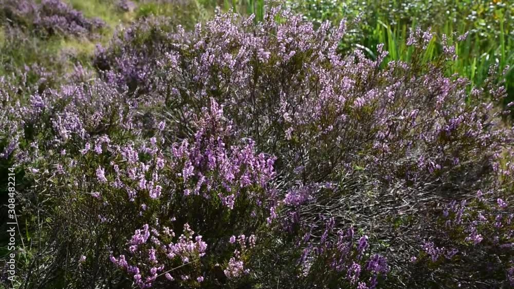 Purple heather blowing in the wind during summer on a UK moor. Purple heather blowing in the wind during summer on a UK moor.