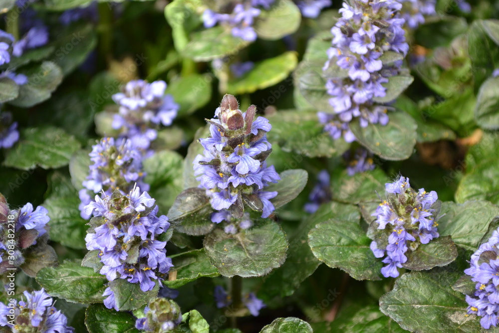 Green leaves, bushes, carpet. Gardening. Home garden, bed. Ajuga reptans. Perennial herbaceous plant. Blue inflorescences, pleasant smell Green leaves, bushes, carpet. Gardening. Home garden, bed. Ajuga reptans. Perennial herbaceous plant. Blue inflorescences, pleasant smell